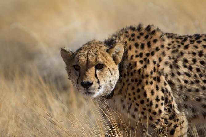 3-Day Sossusvlei Express Accommodated Safari From Swakopmund - Directions