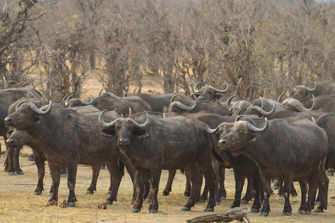 3 Days 2 Nights Hwange NP Big 5 Safari From Victoria Falls - Accommodation Details
