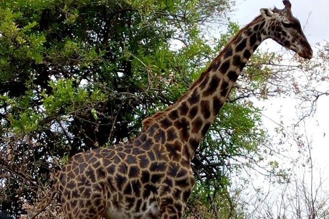 3 Days 2 Nights Safari to Mikumi National Parks by Bus Transfer - Inclusions and Exclusions
