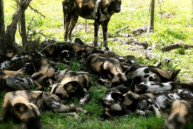 3 Days/2Nights Nyerere National Park Safari - Itinerary and Schedule