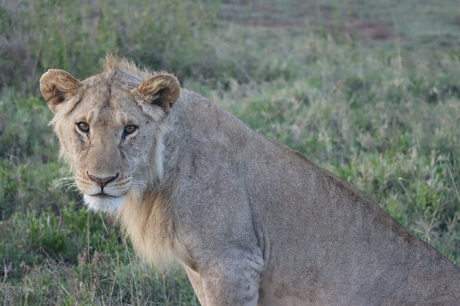 3 Days and 2 Nights Safari to Serengeti National Park - Safari Activities