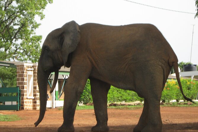 3 Days Elephants Safari at Mole Park With Round - Trip Flights - Frequently Asked Questions