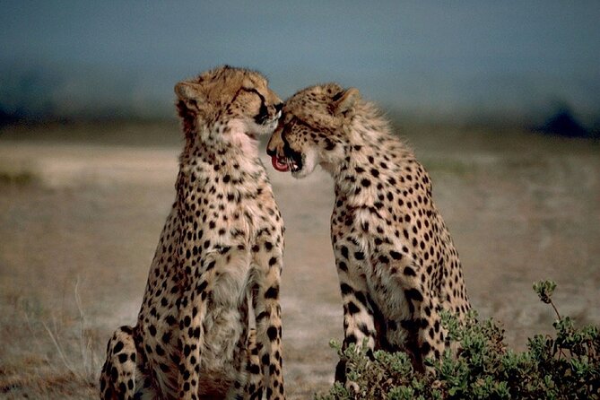 3 DAYS ETOSHA WILDLIFE SAFARI- Namibia (Camping) - Pickup and Drop-off Information