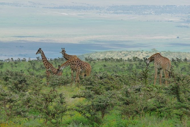 3 Days Lodge Safari