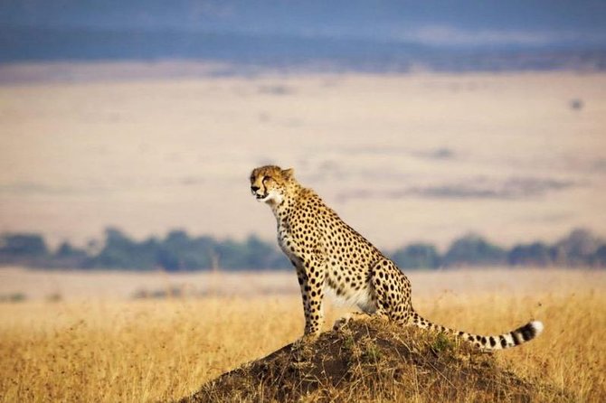 3 Days Maasai Mara Luxury Safari - The Sum Up