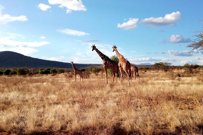 3 Days Maasai Mara Safari From Nairobi - Customer Reviews and Ratings
