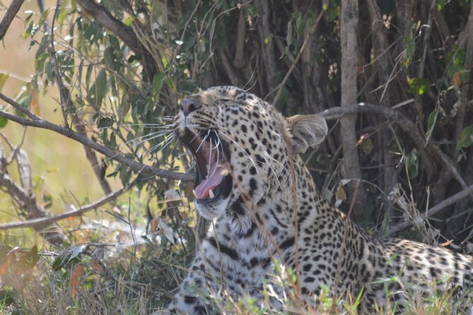 3-Days Masai Mara Rhythms Safari - Game Drive Schedule
