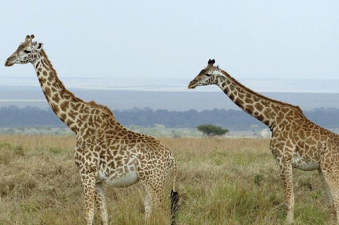 3 Days Masai Mara Safari From Nairobi - Frequently Asked Questions