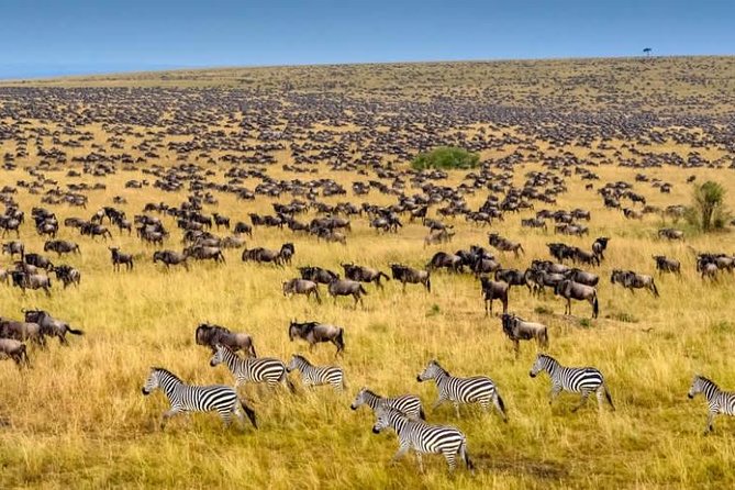 3 Days Masai Mara Wildlife Luxury Jeep Safari