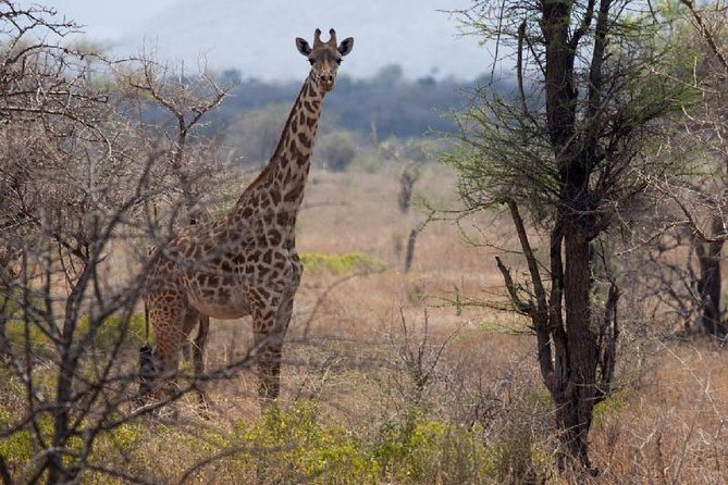 3 Days Mikumi National Park From Zanzibar or Dar Es Salaam - The Sum Up