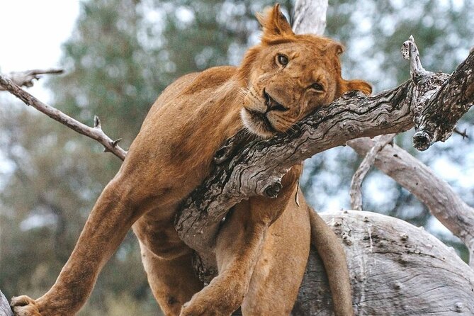 3 Days Nyerere National Park Safari (Selous Game Reserve) - Transportation Information