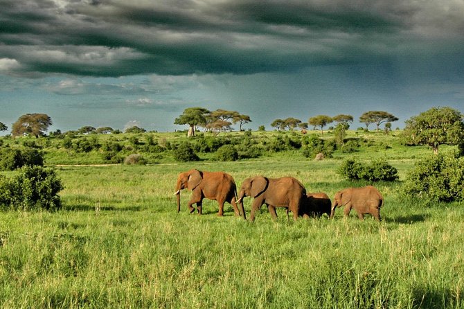 3 Days Safari to Tarangire ,Lake Manyara and Ngorongoro Crater - Accessibility and Recommendations