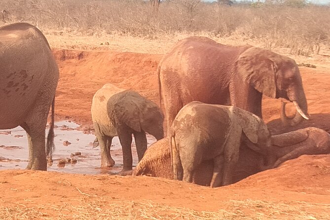 3 Days Safari Tsavo East and West - Booking Information