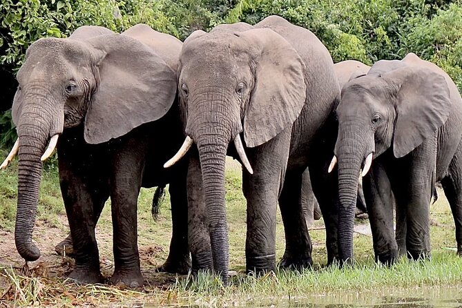 3 Days Serengeti and Ngorongoro Budget Tour - Tour Highlights