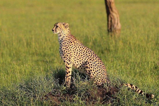 3 Days Tarangire, Ngorongoro & Lake Manyara Package - Itinerary Highlights