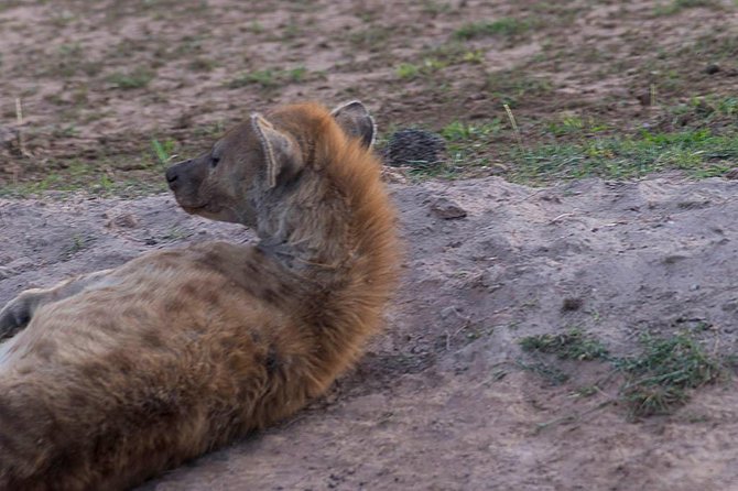 3 Days Tsavo East, Taita Hills Saltlick and Amboseli Kenya Safari - Taita Hills Saltlick Safari Experience