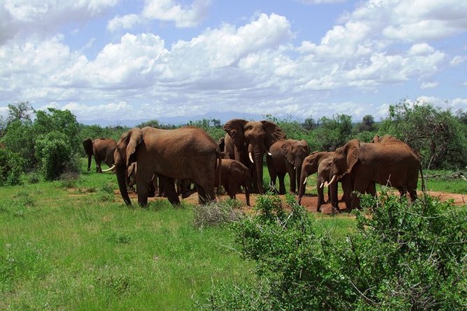 3 Days Tsavo East & West Starting From Mombasa. - Frequently Asked Questions