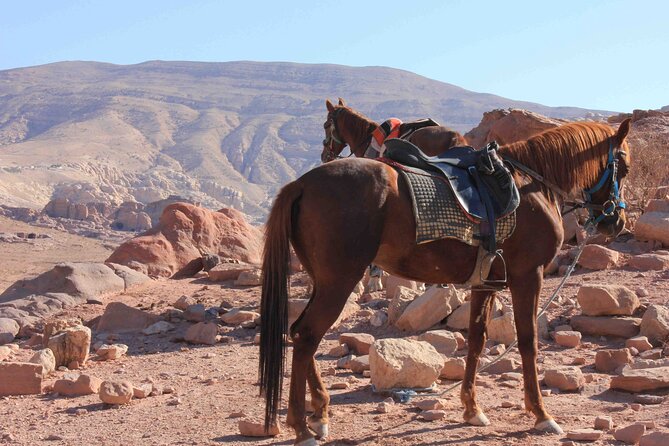 3 Best 3 Hour Tours and Experiences in Petra