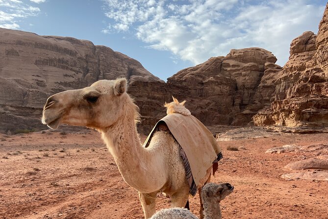 3 Night Desert Trekking Wadi Rum, Jordan With Camping & All Meals - The Sum Up