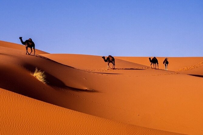 3d/2n Desert Tour From Fez to Marrakesh (With Small Group) - Transportation Information