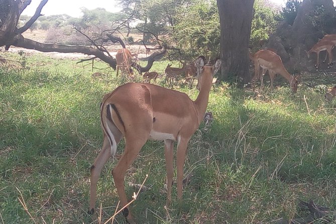 3days Safari - Additional Expenses to Consider