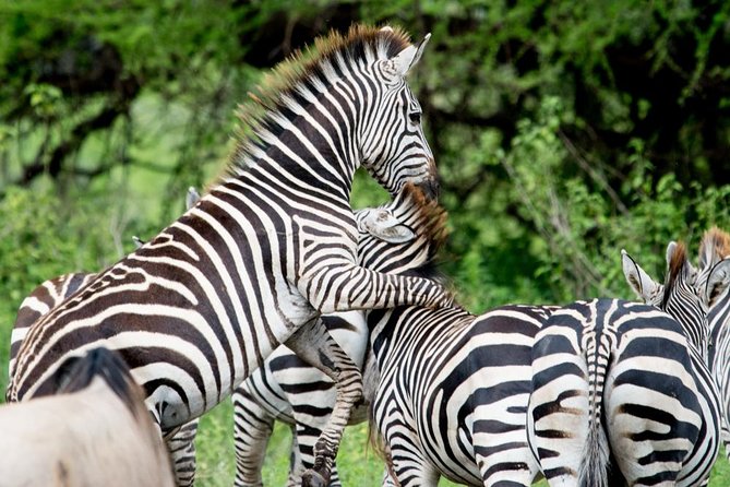 4 Day Etosha National Park and Swakopmund Camping - Camping in Etosha National Park