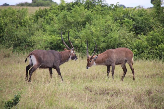 4-Day Gorillas, Wildlife and Chimpanzee Trek at Kalinzu Forest - Pricing and Reviews