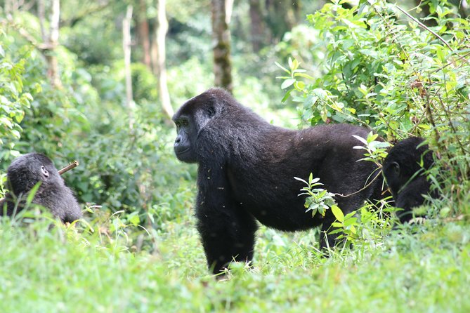 4 Day Gorillas, Wildlife and Chimpanzee Trek at Kibale - Wildlife Encounters