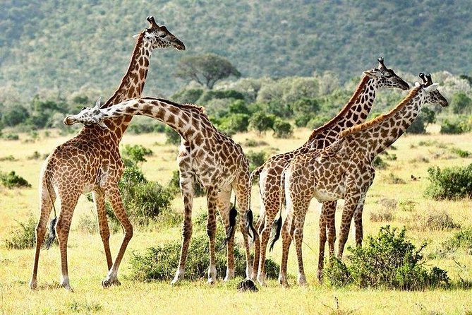 4 Day Lake Naivasha & Masai Mara Luxury Safari - Inclusions and Exclusions
