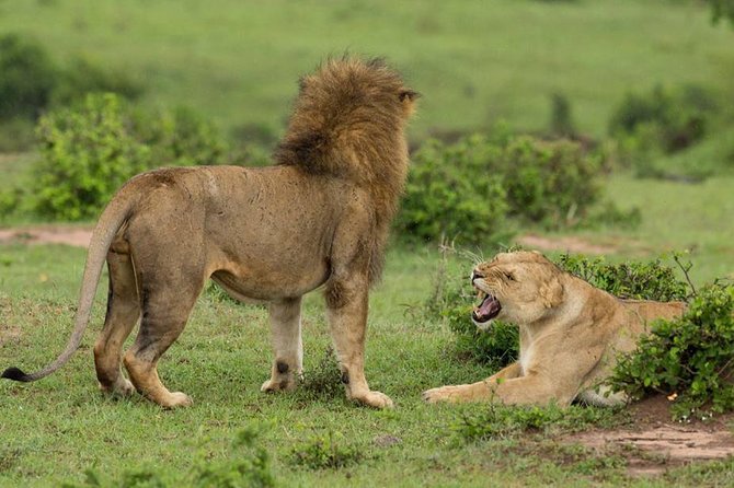 4-Day Maasai Mara and Lake Nakuru Safari From Nairobi - The Sum Up