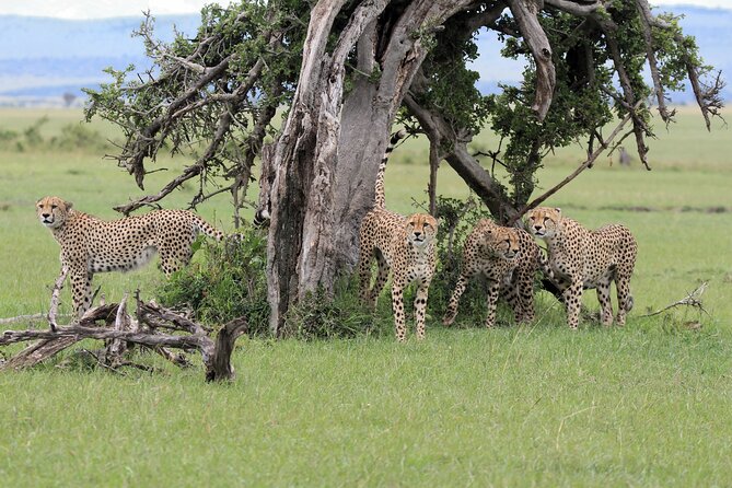 4-Day Masai Mara Luxury Kenya Safari Private Tour - Pickup Information