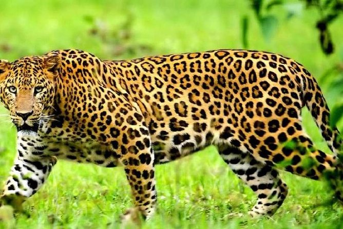 4-Day Masai Mara Shared Budget Safari With Pickup From Nairobi - Additional Information