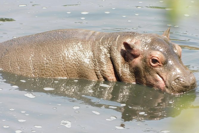 4 Day Private Masai Mara National Reserve & Lake Nakuru National Park Safari - The Sum Up