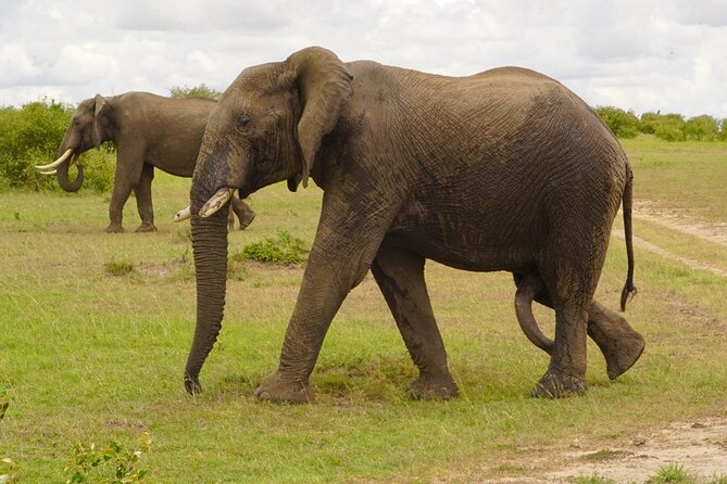 4-Day Private Tour in Masai Mara - Reviews and Testimonials