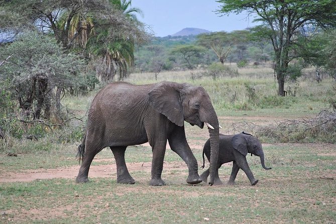4-Day Serengeti, Olduvai Gorge and Ngorongoro Safari From Mwanza to Arusha - Customer Reviews