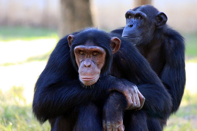 4 Day Tour Kibale Forest National Park and Gorilla Trekking - Accommodation Details