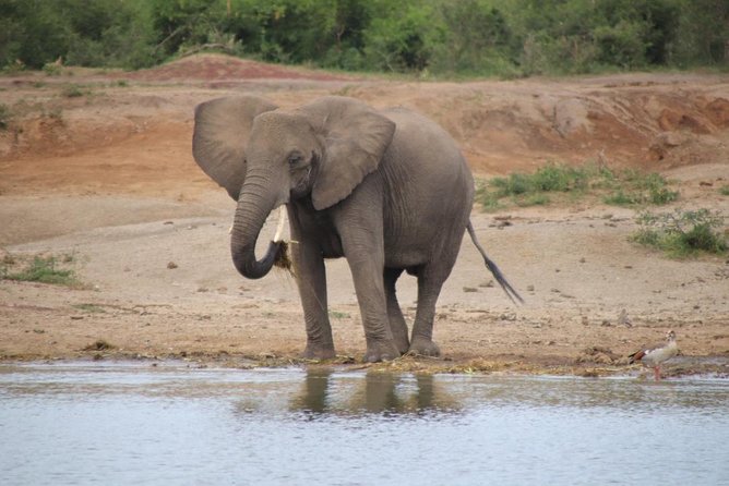 4 Day Uganda Gorilla Trekking Safari With Lake Bunyonyi - What To Bring