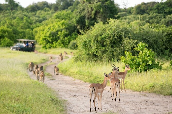 4-Day Victoria Falls and Hwange National Park Tour - Booking and Pricing Information