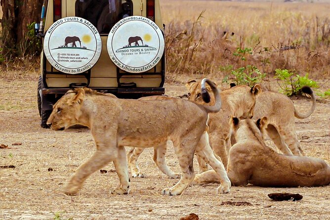 4 Days 3 Nights Safari to Mikumi National Park - The Sum Up