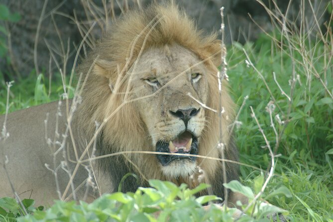 4 Days / 3 Nights Safari to Ruaha National Park - Accommodation Details
