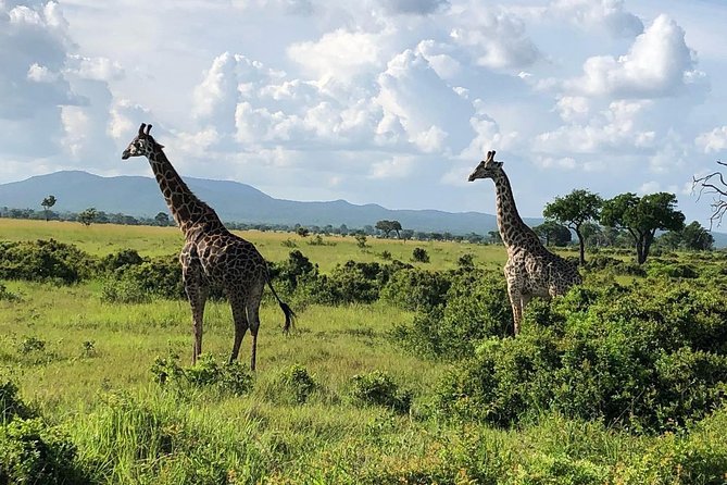 4 Days Amazing Serengeti - Day 4: Farewell to Serengeti