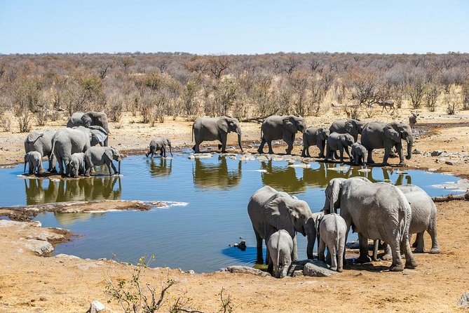 4 Days Etosha National Park and Swakopmund Lodging - The Sum Up
