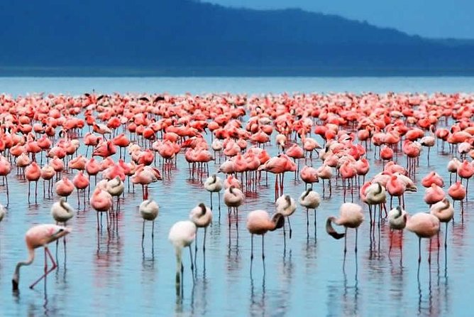 4 Days Masai Mara/Lake Nakuru Budget Safari - Wildlife Encounters