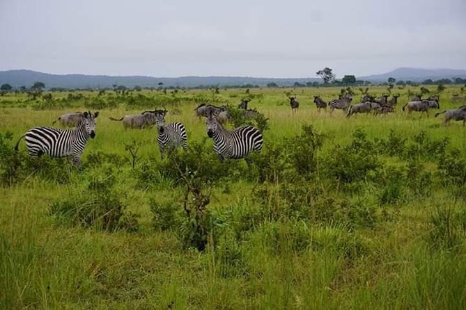 4 Days Mikumi & Udzungwa National Parks Safari - The Sum Up