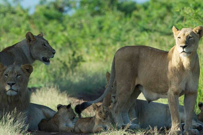 4 Days Safari in Maasai Mara Game Reserve - Safari Itinerary Details