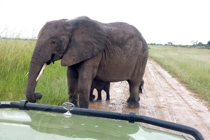 4 Days Safari to Mikumi NP and Udzungwa Mountain NP Mid - Range Accommodation - Health and Safety Guidelines