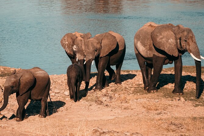 4 Days Selous Game Reserve Wildlife Encounter Safari - The Sum Up