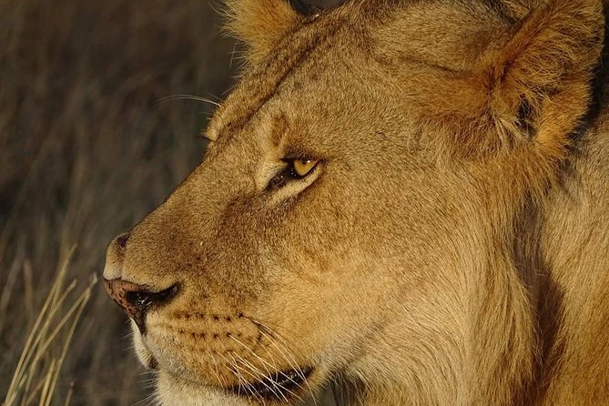 4 Days Tanzania Luxury Safari - Customer Reviews and Ratings