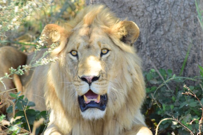 4 Days Tanzania Private Mid-range Safari Tour - Itinerary Highlights