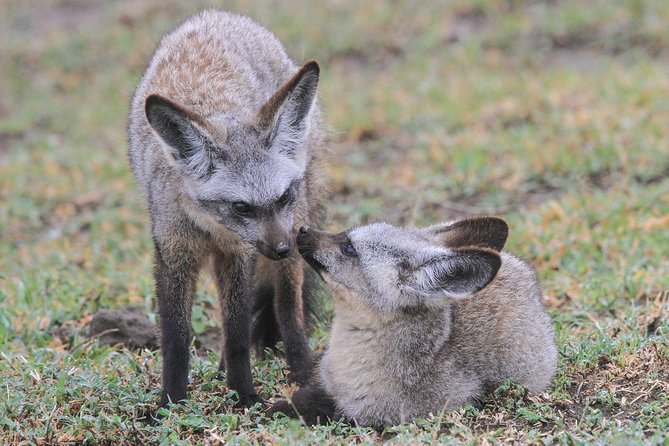 4 Days Tanzania Safari- Lake Manyara NP, Serengeti Np and Ngorongoro Crater - The Sum Up